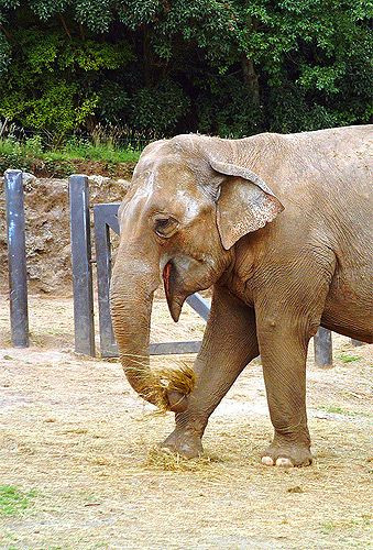 Indische olifant in de Belfast Zoo
