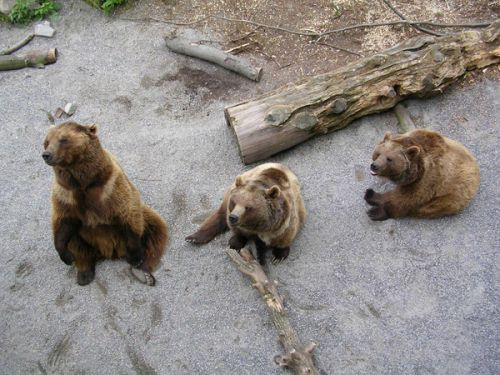 Bruine beren in de Berengroeven