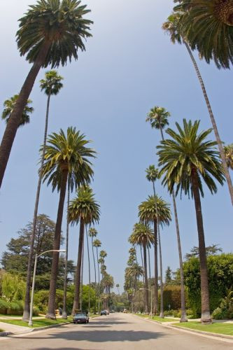 Palmbomen in Beverly Hills