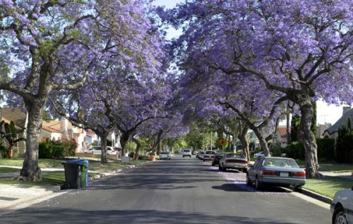 Straatbeeld in Beverly Hills