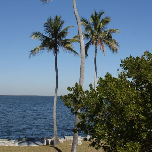 Palmbomen in het Biscayne National Park