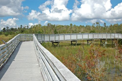 Wandelpad in de Everglades