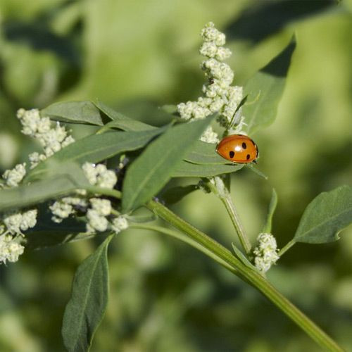 Lieveheersbeestje in Minsk