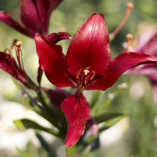 Bloem in de Centrale Botanische Tuinen