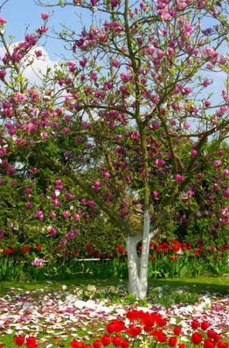 De Botanische Tuin van Kiev in bloei