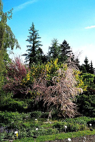 Struiken in de Botanische Tuin