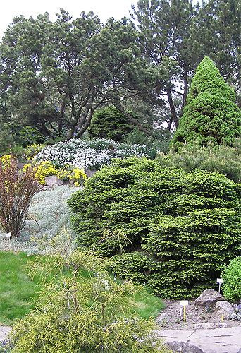 Struiken in de Botanische Tuinen
