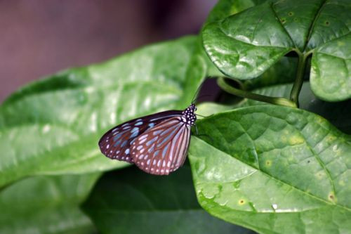 Vlinder in de Zoölogische en Botanische Tuinen