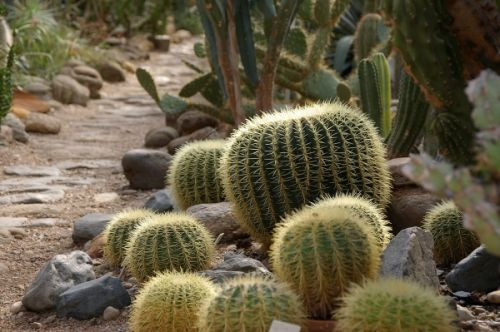 Cactussen in de botanische tuinen