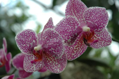 Bloemen in de Botanische tuinen van Montréal