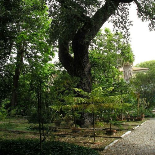 Planten in de Orto Botanico di Pisa