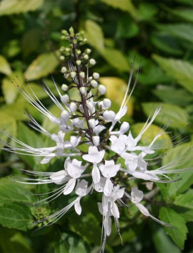 Bloem in de Orto Botanico