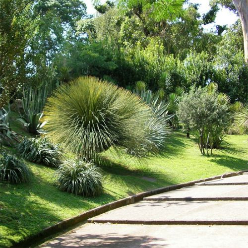 Struiken in de Orto Botanico