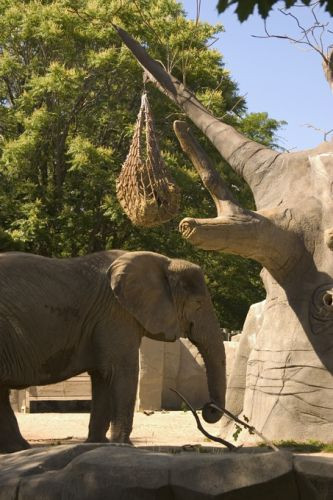 Olifant in Brookfield Zoo