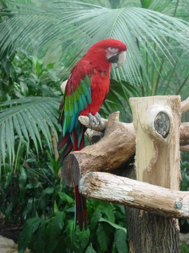 Papegaai in Brookfield Zoo