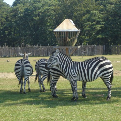 Zebra's in Brookfield Zoo