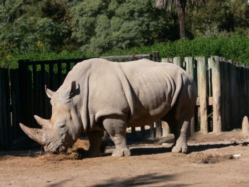 Neushoorn
