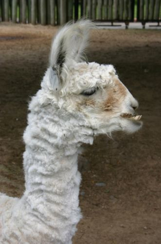 Lama in de Buenos Aires Zoo