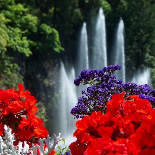 Bloemen in de Butchart Gardens