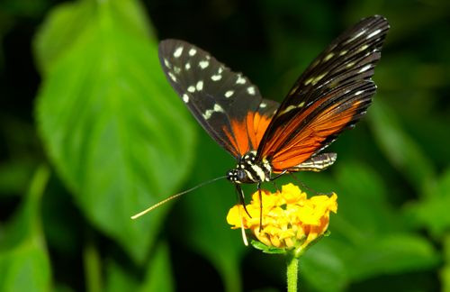 Vlinder in Butterfly World