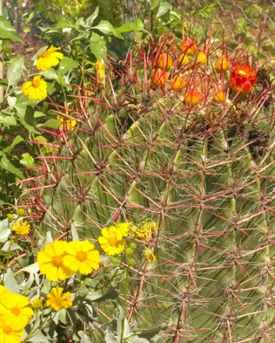 Cactus in de Antwerpse Plantentuin