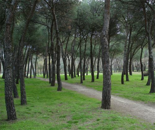 Bomen op het Casa de Campo