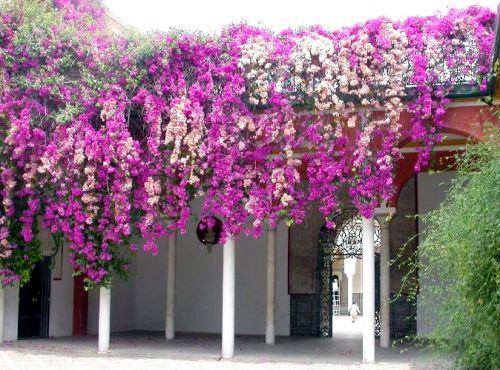 Bloemen aan het Huis van Pilato