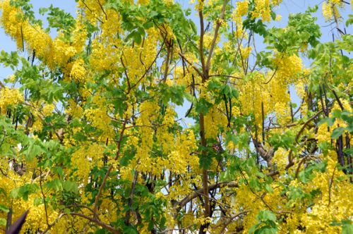 Flora in het Chatuchak Park