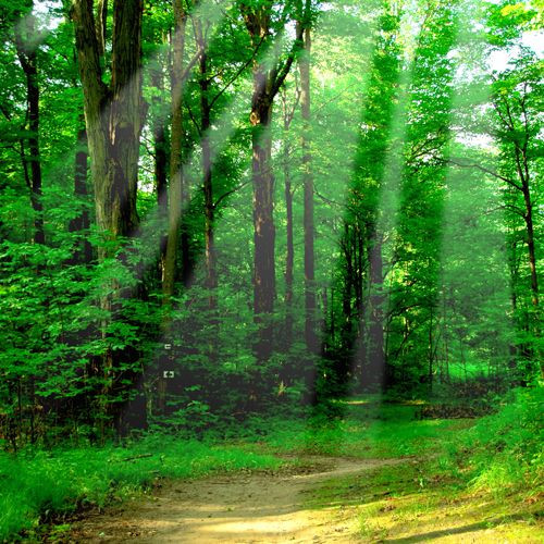 Bos in het Chelyuskinites Park