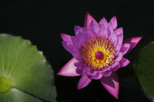 Bloem in de Chicago Botanic Gardens