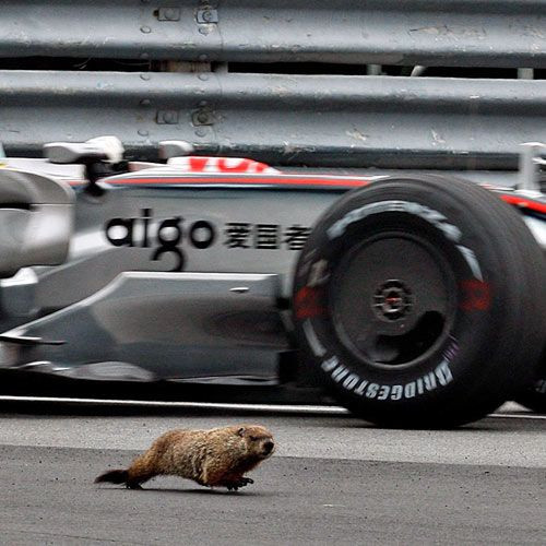 Bosmarmot op het Circuit Gilles Villeneuve