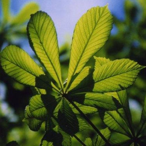 Kastanjeblad in Creagh Gardens