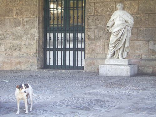 Hond bij het Palacio de los Capitanes Generales