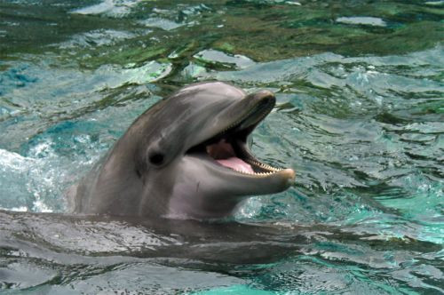 Dolfijn in het Boudewijn Seapark