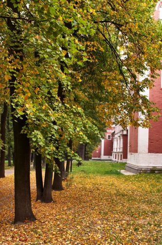 Bomen aan het Donskoy-klooster