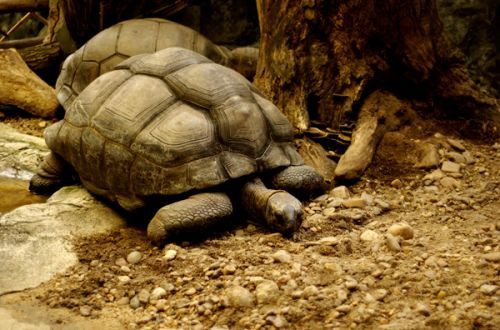 Schildpad van de Dusit Zoo