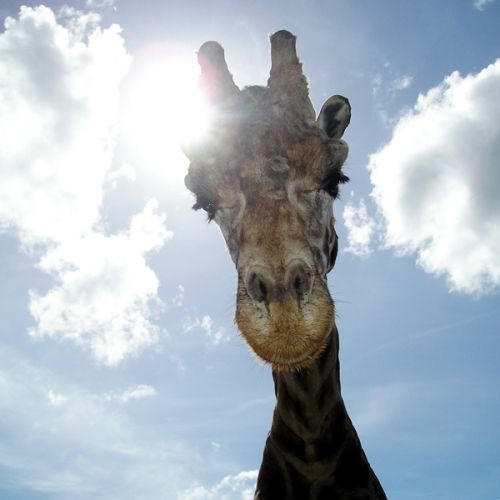 Giraffe in de Dusit Zoo