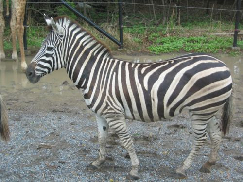 Zebra in de Dusit Zoo