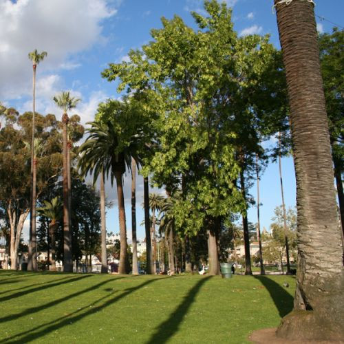 Bomen in Echo Park