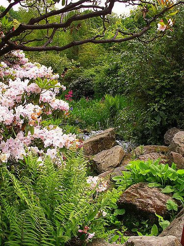 Planten in de Royal Botanic Garden