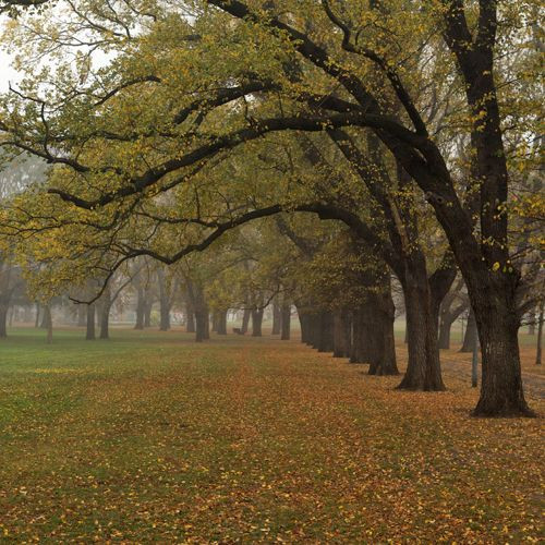 Herfstbeeld in Melbourne