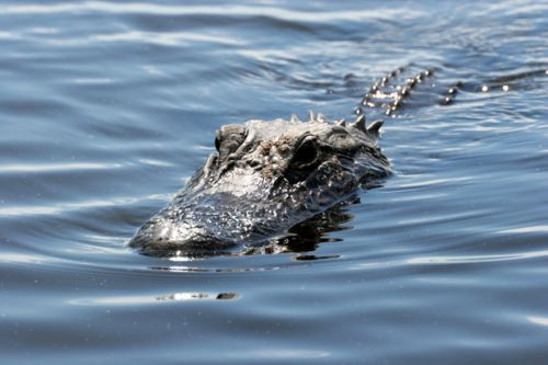Alligator in het water