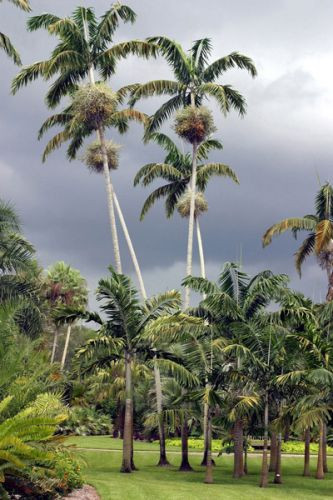 Palmbomen in Fairchild Garden