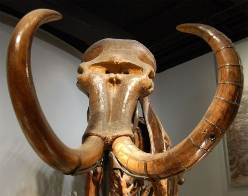 Mamoettenskelet in het Field Museum