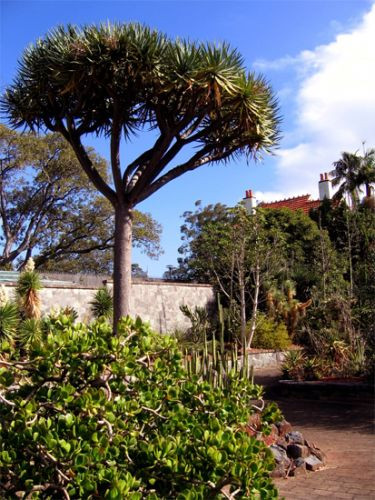 Struiken en bomen in Sydney