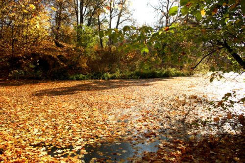 Blaadjes in het Gorky Park