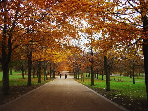 Bomen in Greenwich Park