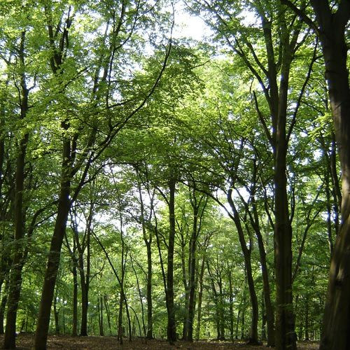 Grunewald in Berlijn