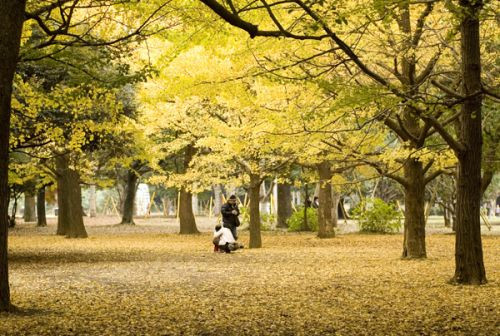 Bomen in Harajuku