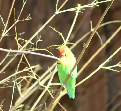 Tropische vogel